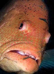 Grouper at cleaning station. Shrimp and Gobies. Nikon D2x... by Rand Mcmeins 